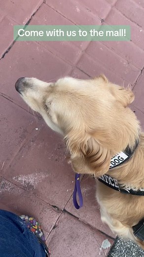 A Day Out with My Service Dog at the Mall