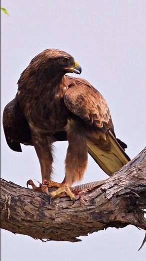 Booted Eagle with prey | Hieraaetus pennatus