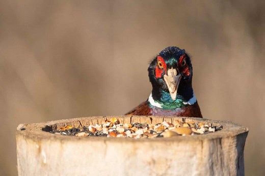 17 Human Foods You Can Safely Feed to Birds