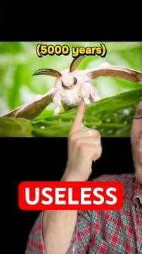 How Domestication Ruined Silk Moths