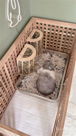 Slow Sunday mornings with the buns 🐰 | Bunny Care | Indoor Rabbits