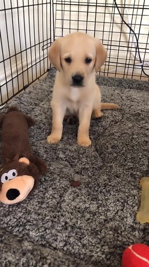 Meet Augustus - The Adorable Golden Retriever-Labrador Mix Puppy