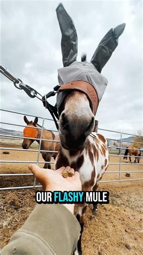 Top 3 Trail Riding Essentials ‪@murdochs‬ 😊🙌🏼 #horse #mule #trailriding