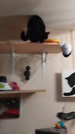 Les risques du métier d'acrobate 😸 Il y a un an, le petit trèfle ❤️ | Pension Féline Lise Cat's