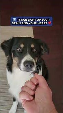 The Truth Behind Training Service Dogs!