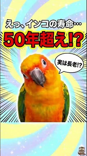 インコの寿命、実は50年超えも？|#雑学 #心理学 #Shorts