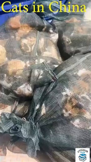 中国、猫肉市場らしい他国の食文化を非難してはいけない