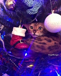 345K views · 3.6K reactions | It’s the most wonderful time of nesting cats #AngelBengal | Angel Bengal | Facebook