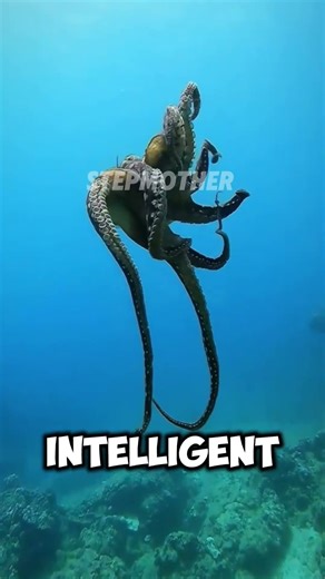 The Octopus Is More Intelligent Than You Think #AnimalFacts #DidYouKnow #Nature #Wildlife#Shorts