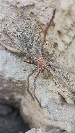 Huntsman Spider/Heteropoda Venatoria