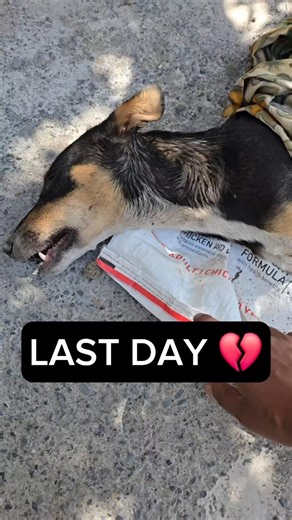 She Was Still Breathing… But It Was Her Last Day 💔