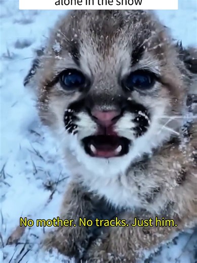 Heartwarming Leopard Rescue in the Snow