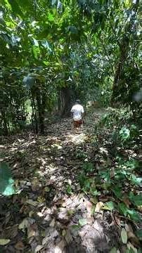 【ジャングルでココアの実を発見】#スリランカ #ココア #ジャングル #木の実