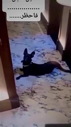 Real Skin walker caught in camera 💀? #skinwalker #horror #shorts