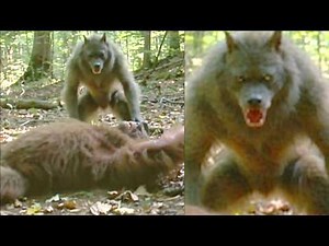 Hunter Witnesses Dogman and Bigfoot Fighting, Everything Went Wrong ! — Dogman Stories