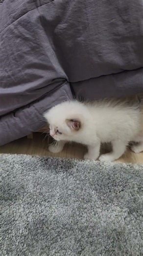 카펫 못 밟아요💦カーペットは踏めません💦