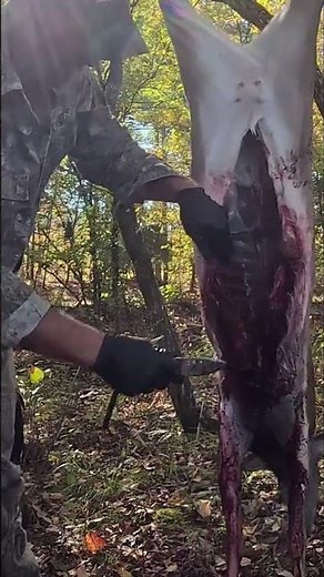 Deer Field Dressing - A Forest Guide