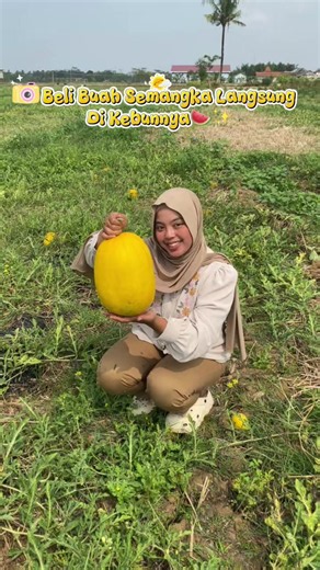 Semangka Cilacap Murah 5000 Rupiah – Beli Langsung ke Petani