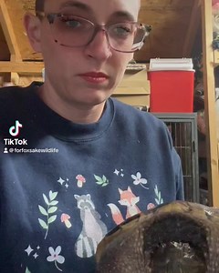 14K views · 338 reactions | Someone asked us last year to get a video of a snapping turtle biting a thick stick. Here you go… you may be surprised! | For Fox Sake Wildlife Rescue | Facebook