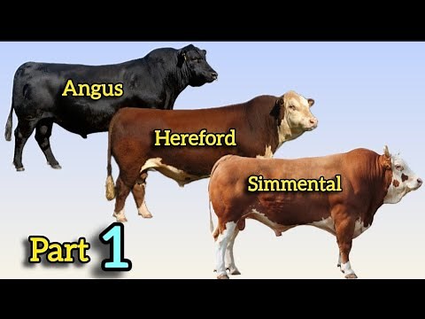 The 10 Best Cattle Breeds for Beef Production: Angus, Hereford, and Simmental.