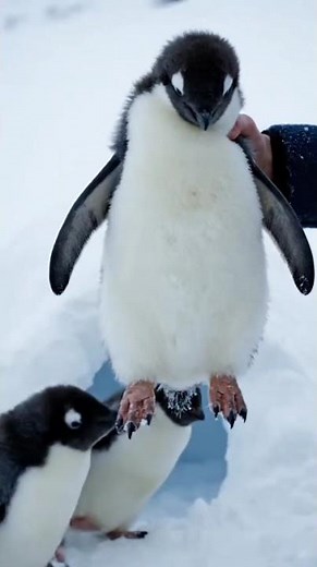 Fluffy Baby Penguins Playing in the Snow – Too Cute!"