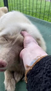 This sweet girl is just pure joy every morning I greet her! 😍 She truly is an out of the world little alien fox 🦊 and I love her for that. And Neville is just her sweet man who just wants to love her 😘🦊 Luna sponsor @aliciatharp @cassandragrau Neville sponsor and enclosure sponsor @pa_ketamina Also please note about our foxes, by the laws of our permits, the foxes have to stay in secure enclosures. Which is why ALL of our foxes are in enclosures. They are the proper size per how many foxes a