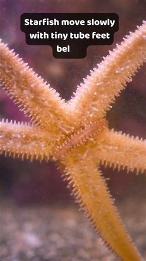 Starfish Facts for Kids | Animal Facts Episode 42