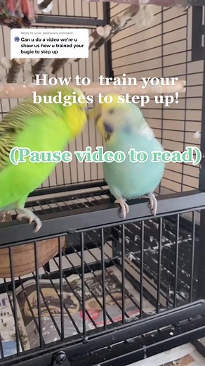 Reply to @lucie_pechova How to train your budgies to step up!
