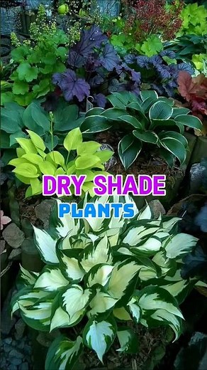 “10 Best Plants That Thrive in Dry Shade 🌿 (Low Water, No Sun Needed!)” #shadegarden #sedum #shade