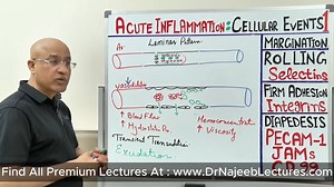 Acute Inflammation Cellular Events _ Margination _ Immunology The predominant cell of acute inflammation is the neutrophil, which is one type of granulocytes. The migration of neutrophils occurs in four stages, including margination, rolling, adhesion and emigration (Figure 1). Margination refers to cells line up against the endothelium. | Dr. Najeeb
