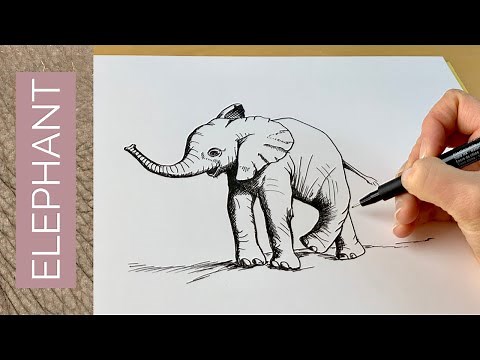 BABY ANIMALS - How to draw an ELEPHANT CALF