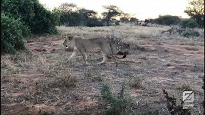 14K views · 268 reactions | Our lion conservation partners in Kenya sent us this clip of them watching over these wild lion cubs in Africa. Every time you visit the Zoo, you are helping us save lions in the wild. | Houston Zoo | Facebook