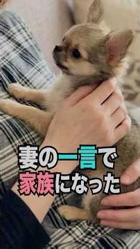 【“繁殖に向いていない子”と言われた犬を迎えた日】