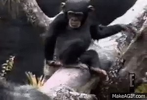 Funny monkey sniffs finger on Make a GIF