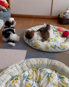 That is sooooo funny and adorable, | My Shih tzu world