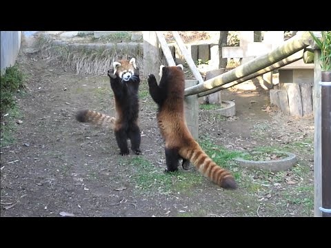 レッサーパンダの威嚇