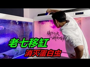 肉食类观赏鱼摄食量太大，造成鱼缸里全是蛋白虫，必须全部清除 #养鱼 #观赏鱼 #水族 #宠物鱼