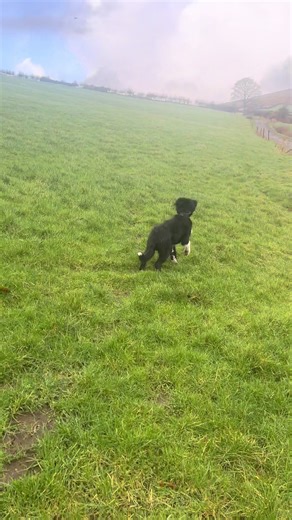 Day 11 #pup #DogTraining #puppytraining #fyp