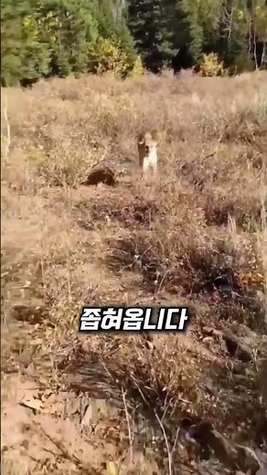 실제 퓨마와 마주쳐서 공격받는 남자의 대처