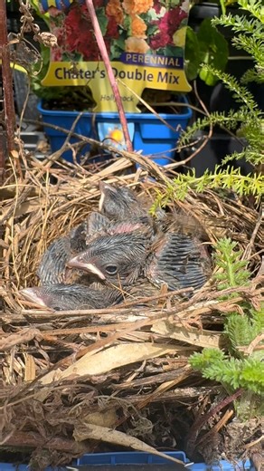 6.2K views · 49 reactions | This is why we ❤️ native plants and pollinator plants in the Garden Center!  Here are a few of our favs available right now: Queen of the Prairie, Picture Purrfect, Coreopsis, and Garden Phlox. Browse our full selection here: linvilla.com/garden-center/plants-trees | Linvilla Orchards | Facebook