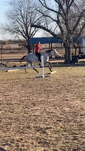 Nice extended canter #kiwilife9 #horse #equestrian
