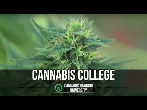 Learn about the Marijuana Industry at Cannabis College. Cannabis Training University.