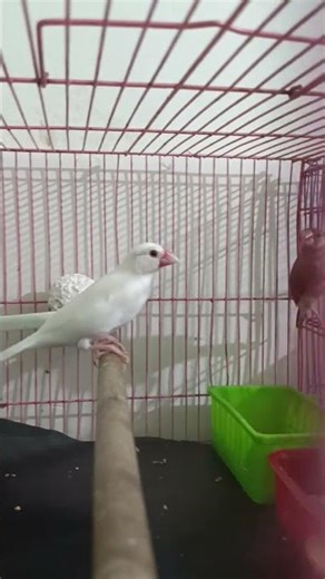 Java Sparrow Bird 🐦‍⬛🐦‍⬛🐦🐦🥰😍♥️ #javasparrow #javabird #birds #javaee #birdwings