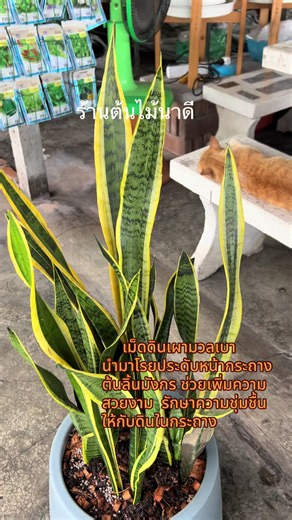 เม็ดดินเผามวลเบา โรยหน้ากระถางต้นลิ้นมังกร เพิ่มความชุ่มและสวย