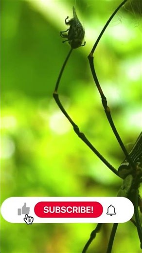 Extreme Spider Macro Shot 🔍🕷️