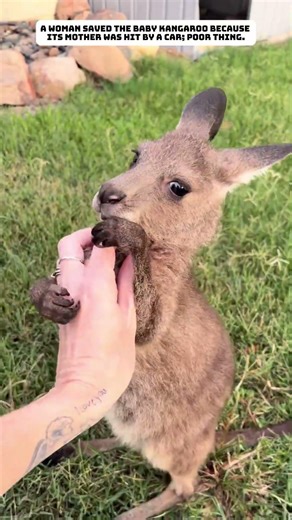 A woman rescued a baby kangaroo that had lost its mother.