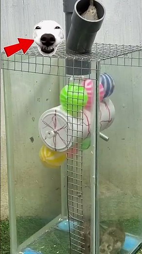 Epic Mouse Trap Maze Challenge with Live Mice #mouse #mousegaming #mousetrap