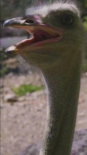 Beware: THE FLIGHTLESS BIRD
