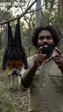 Not Just a Bat… Australia’s Giant Flying Fox Explained