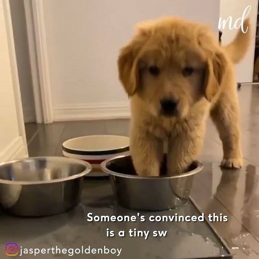 7.8M views · 19K reactions | Little furball is convinced the bowl is a tiny swimming pool  | MetDaan Animals | Facebook